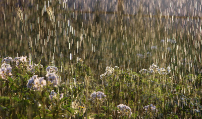 土豆花圃在大雨下晒