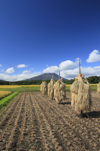 岩手山和稻田景观