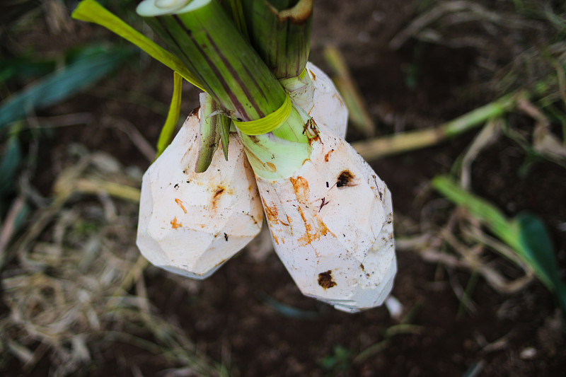 芋头或Colocasia esculenta(茂物芋头或Talas茂物)库存图像