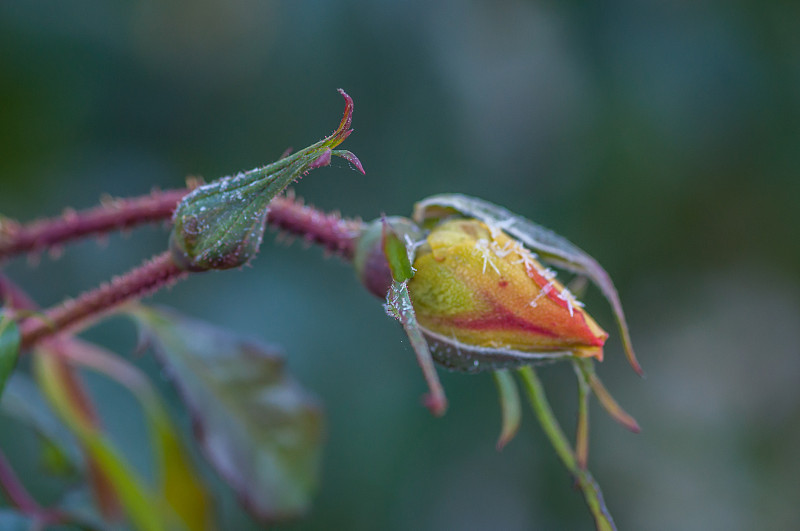 生长在Hatanpää植物园的玫瑰Postillion，坦佩雷，芬兰