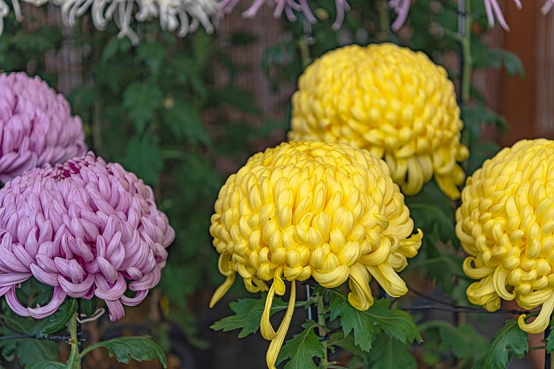 日本菊花