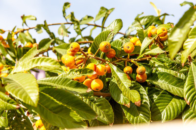 枇杷，或枸杞或枇杷，或Sesac (lat。枇杷(Eriobotrya japonica)成熟果实