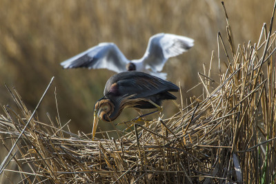 紫鹭(Ardea purpurea)