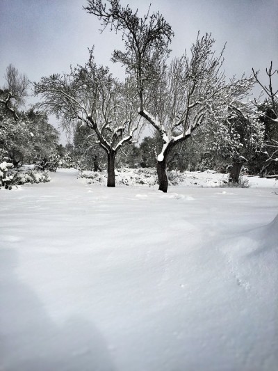雪地里的橄榄树。意大利普利亚区