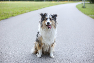 设得兰牧羊犬雪莉坐在柏油路上的公园里。