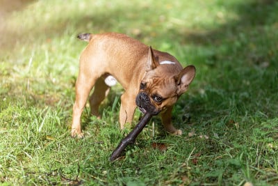 法国斗牛犬小狗正在玩木棍