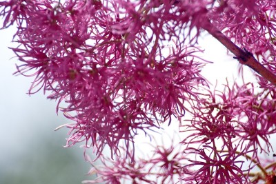 Arupo树的花