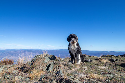 葡萄牙水犬坐在科宝山顶上