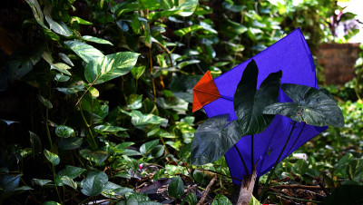 A purple colour kite is stuck in the taro plant on