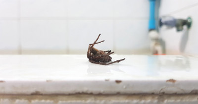 蜘蛛在浴室浴缸边装死，装死或装死的行为，生存策略。