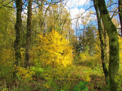 European hornbeam forest