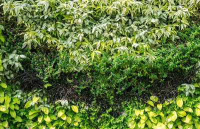 草本墙，植物墙，天然绿色壁纸和背景。