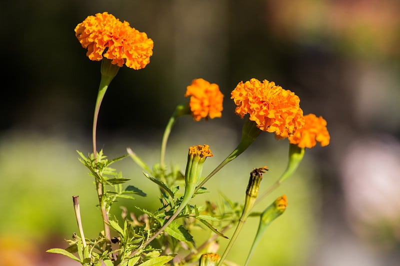 万寿菊鲜花