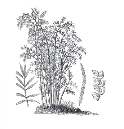 西班牙甘蔗(Arundo donax)或马菖蒲。复古手绘插图。