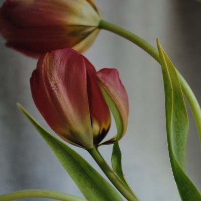 红郁金香花组成