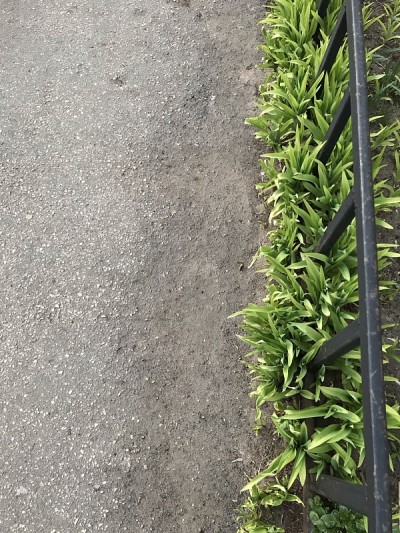 绿色的春草和灰色的沥青