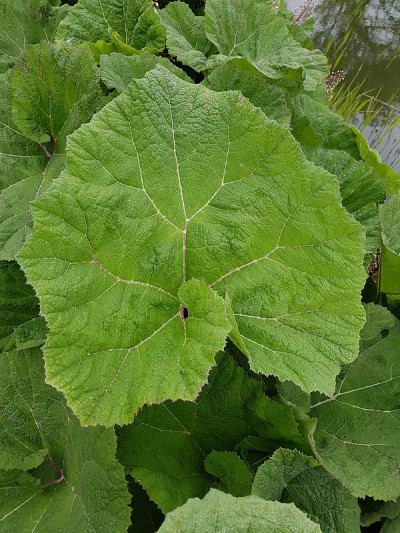 蜂斗菜;Petasites hybridus;officinalis