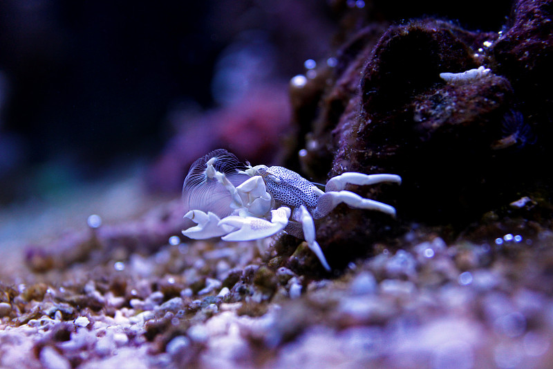 瓷蟹在暗礁水族缸