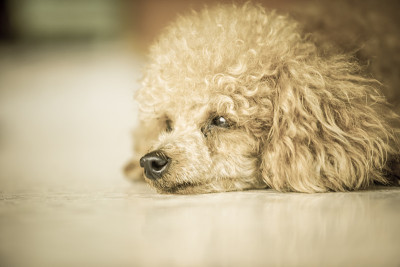贵宾犬的狗