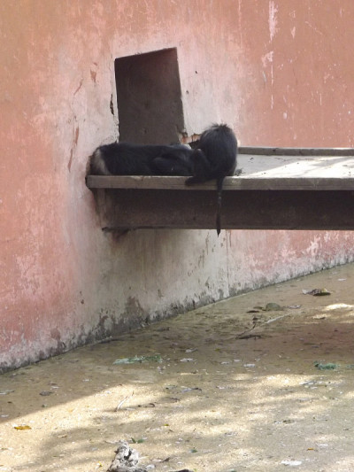 黑猩猩休息