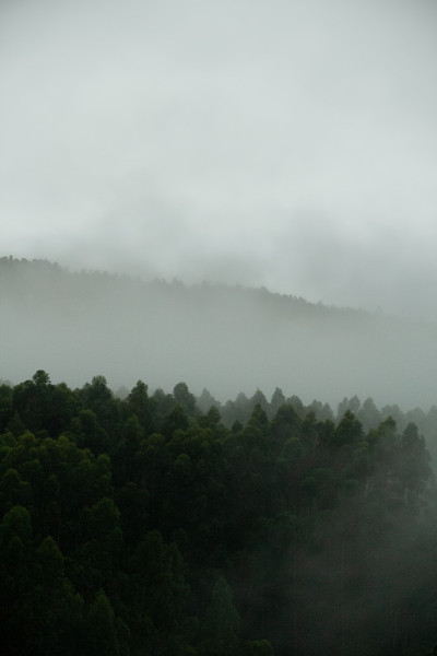 热带雨林