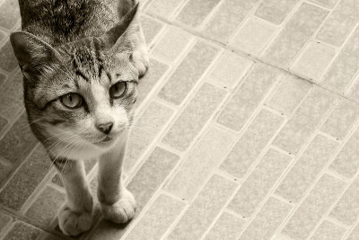猫的