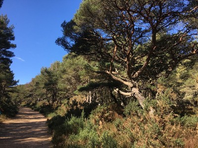 苏格兰松树旁的小路