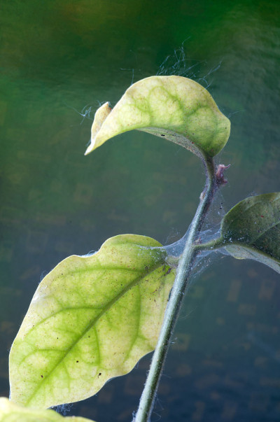 植物害虫