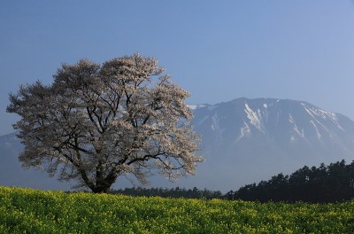 Mt.Iwate和樱花