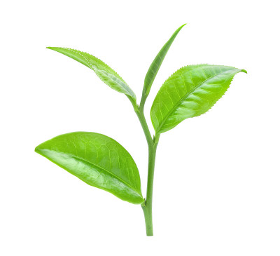 白色背景上孤立的茶叶