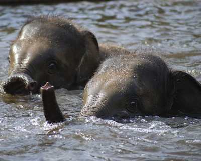 游泳Elefants