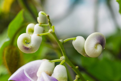 Vigna Caracalla的近景，被称为蜗牛花，有着惊人的香味