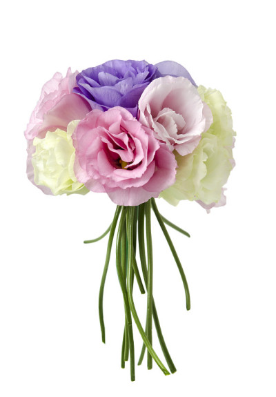 Eustoma花
