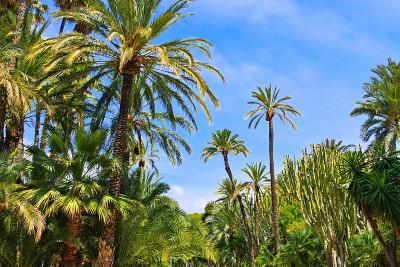 Elche El Palmeral，靠近Alicante的棕榈林，Costa Blanca