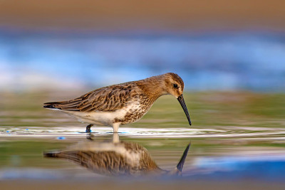 水鸟和五彩缤纷的大自然背景。常见的水鸟:鹬。Calidris ferruginea。