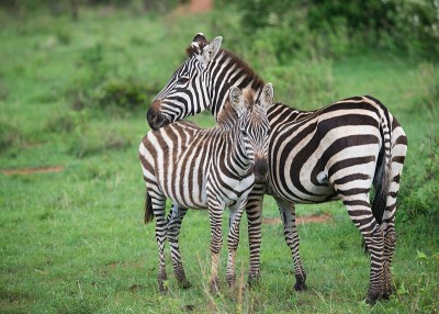 zebre