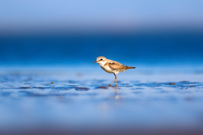 可爱的小水鸟。自然背景。常见的水鸟:肯特鸻。Charadrius alexandrinus。