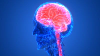 人类大脑与循环系统解剖
