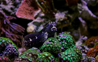 在珊瑚礁水族馆里的闪亮的布列尼