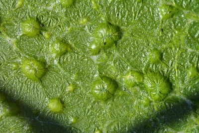 bubble-green