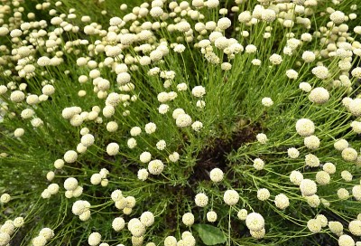 迷迭香，白花