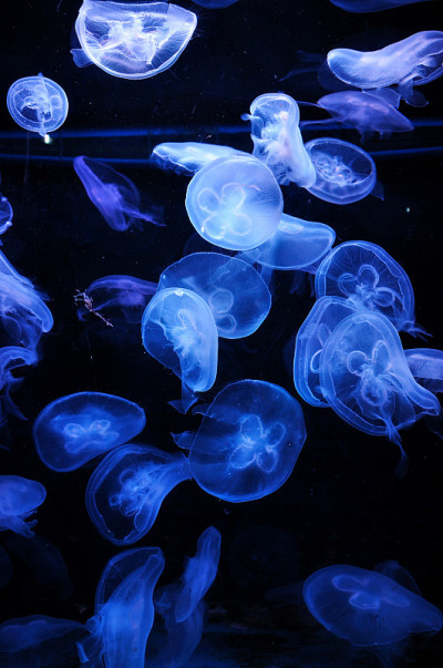 一群浅蓝色的水母