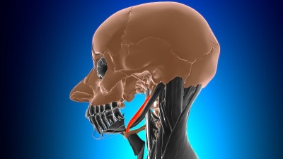 茎突舌骨肌解剖医学概念3D