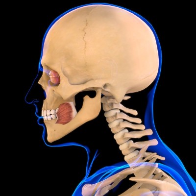 Buccinator_Muscle Anatomy For Medical Concept 3D