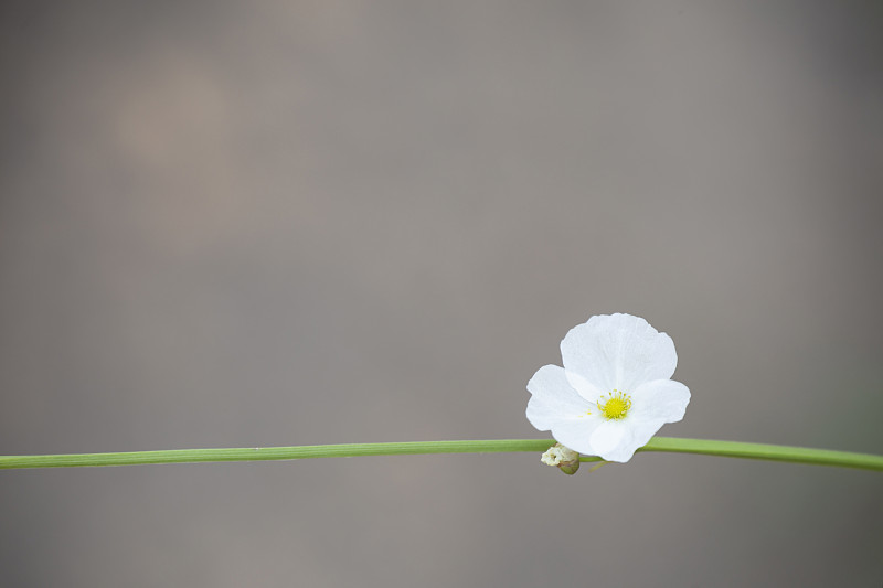 背景模糊的小白花。亚马逊箭头，慈姑。