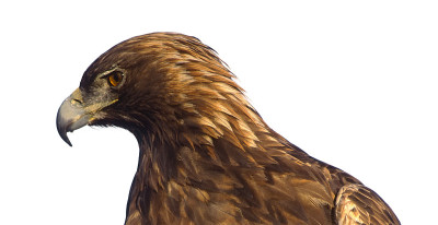 Bird-Golden鹰