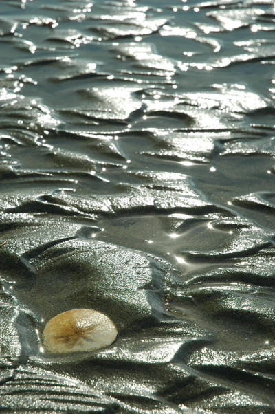 海胆