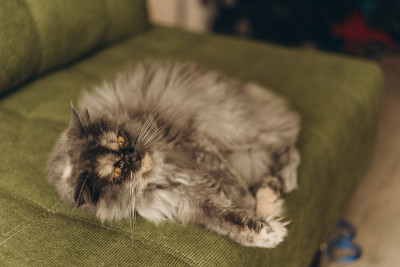 毛绒绒的猫在新年树的背景，散焦从一个花环。选择性对焦，胶片和颗粒照片