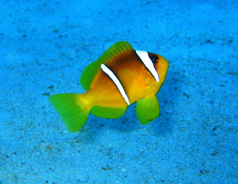 Friedly clownfish