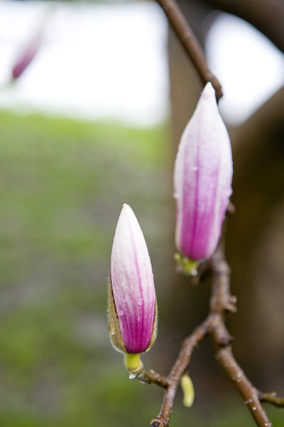 粉红色木兰芽-特写